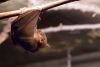 Murciélagos; entre mitos y realidades
