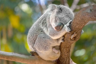 Koalas bajo amenaza: Australia declara la especie en extinción