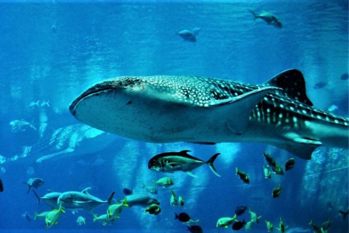 Estudio genético ofrece nueva esperanza para la conservación del tiburón ballena