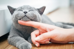 Los gatos han sido tratados como mascotas desde hace 1 000 años