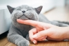 Los gatos han sido tratados como mascotas desde hace 1 000 años