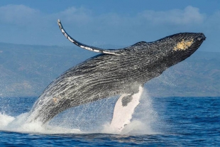 ¡Buenas noticias! Aumenta población de ballenas jorobadas