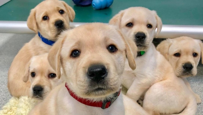 A tener en cuenta; perros que nacen con bajo peso tienen más riesgo a sufrir obesidad de adultos