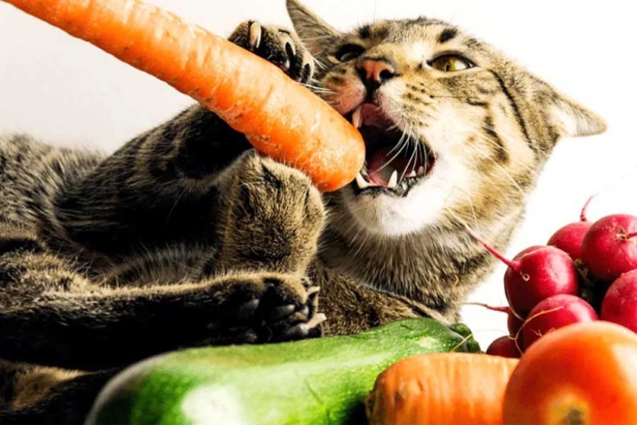 ¿Apoco sí? Dueños de gatos veganos aseguran que sus mascotas son las más sanas