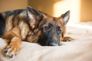 Evita la depresión; así puedes ayudar a una mascota a superar la pérdida de su dueño