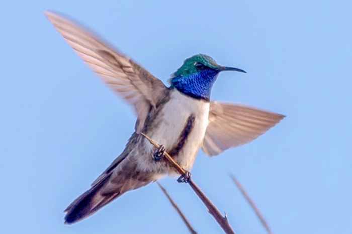 Estrella ecuatoriana, el colibrí que cautivó al mundo por su increíble canto