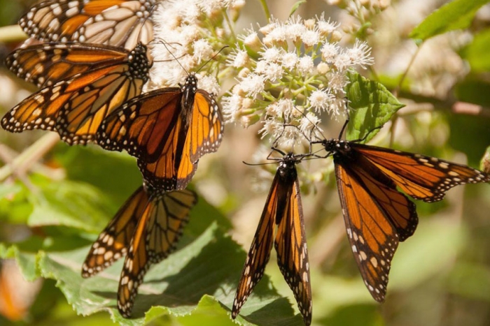 Abren santuarios de mariposa monarca en Edomex