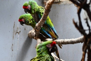 Zoológico de Zacango logra la reproducción de guacamayas tras años de intentarlo