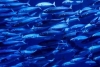 ¿Qué sucede con los animales marinos durante un tsunami? Expertos responden