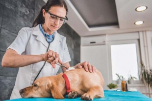 ¿Tu mascota se enfermó durante la cuarentena? Esto es lo que debes hacer