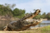 Los caimanes pueden regenerar sus colas, al igual que los pequeños reptiles