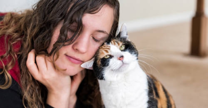 Cerebro de gatos cada vez más pequeño; y sí, es culpa de nosotros