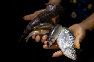 La TNC detalló que de las 197 especies de peces documentadas, 14 de ellas fueron consideradas altamente sensibles