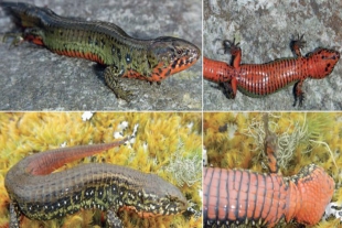 Descubren nuevo género de lagarto terrestre