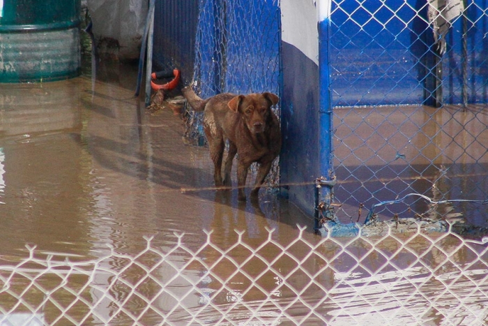 Abandonan perrito en inundación