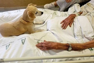 “Tu Mascota te Acompaña”, esta iniciativa se lleva a cabo dentro del entorno hospitalario