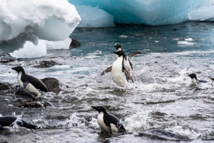 Pingüinos: felices con poco hielo marino
