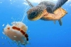¿Por qué las medusas son el platillo favorito de muchos animales marinos?