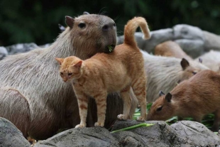 Este felino se unió a su nueva familia en diciembre de 2023