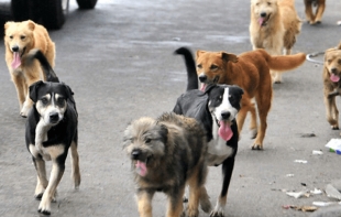 ¡Indignante! detienen a dos sujetos por vender tacos de carne de perro en Tultitlán