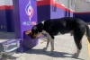 Gasolinera en Torreón crea espacio para alimentar a perros callejeros