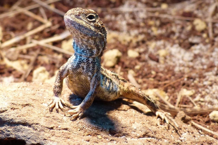 Identifican especie de dragón que podría haberse extinguido