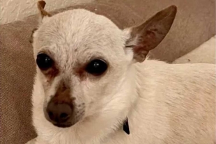 ¡Wow! Chihuahua rompe récord de ser el perro más &quot;viejito&quot; del mundo
