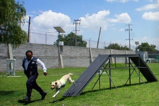 Funcionarios de una unidad especial del Servicio Nacional de Seguridad Sanitaria (Senasica) llevan a cabo un programa de entrenamiento intensivo