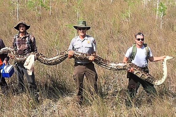 La serpiente pitón de "tamaño récord"