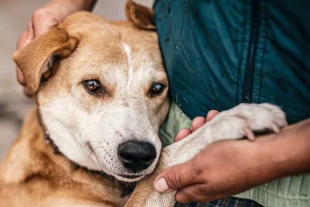 Organizaciones y activistas convocan a marcha por los derechos de los animales en CDMX