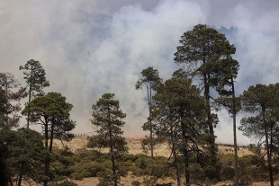 Incendios forestales