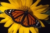 Malas noticias; Superficie de la Mariposa Monarca se redujo un 59% en México