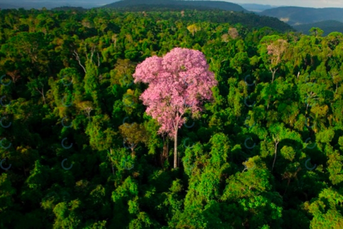 Reino Unido financiará la conservación de un ecosistema amazónico en Perú