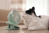 Altas temperaturas: ¿cómo tratar un golpe de calor en mascotas?