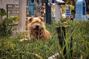 Ella es “Pelusa”, la mascota que custodia la tumba de su amo en un cementerio de Veracruz