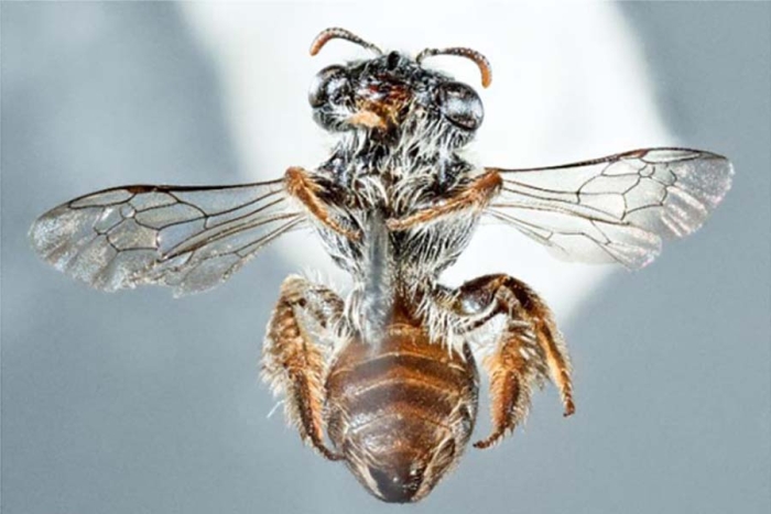 Descubren en Australia una extraña especie de abeja con ¿hocico de perro?