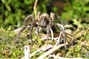 La araña lobo, peligrosidad y características