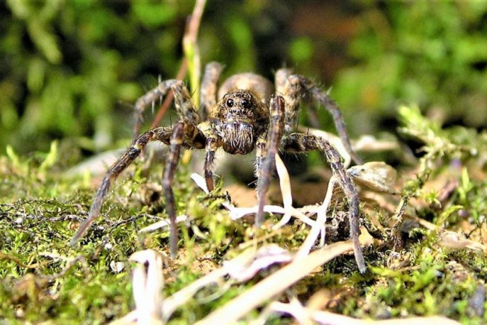 La araña lobo, peligrosidad y características