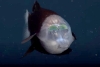 ¡Increíble! Avistan extraño pez con cabeza transparente en la costa de California