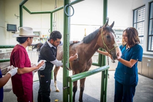 Realizan en Amecameca de la UAEMéx primera osteosíntesis exitosa en México de escápula de un equino