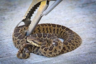 UAEMéx ofrece cursos de capacitación sobre manejo de reptiles y arácnidos a integrantes de comunidad universitaria