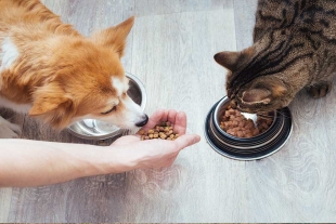 Senadora del PAN propone eliminar IVA para alimentos de mascotas