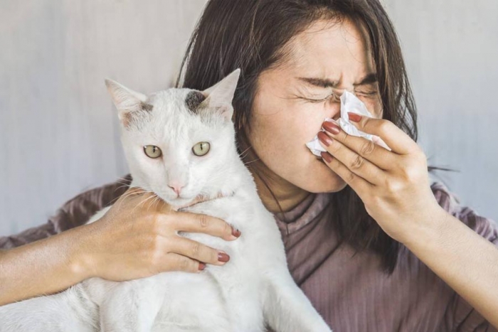 Gato siberiano, la única raza de felinos apta para personas alérgicas