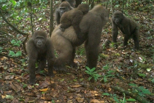 Captan grupo de gorilas que se creía extinto