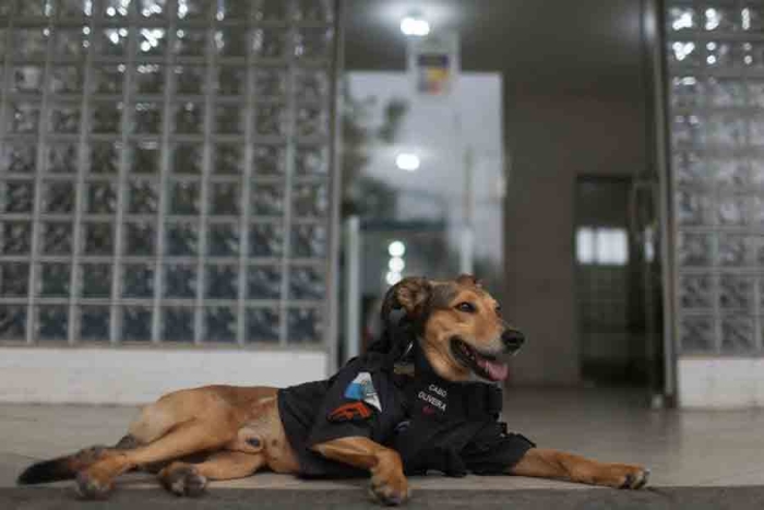 “Cabo Oliveira”: conoce al perro policía que es toda una sensación en Brasil