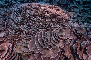 Descubren en Tahití uno de los arrecifes de coral más sanos y extensos del mundo