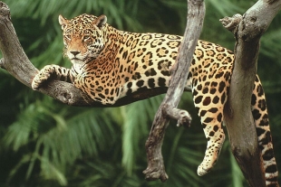 Jaguar podría caminar de nuevo en el sur de EUA