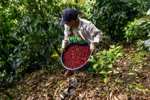 Agricultoras panameñas crean un tipo de café resistente a la crisis climática