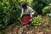 Agricultoras panameñas crean un tipo de café resistente a la crisis climática