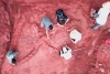 Descubren esqueleto gigante de dinosaurio casi intacto